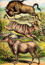 Illustration Of Mammals.