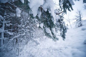 Snow-covered forest on a winter day