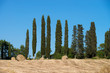 cypress on a field with bales of straw in tuscany