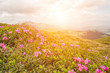 © valerii kalantai - Colorful summer sunrise with fields of blooming rhododendron flowers. Amazing outdoors scene in the Carpathian mountains, Ukraine, Europe. Beauty of nature concept background.
