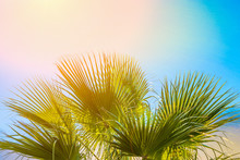 Frame From Large Round Spiky Palm Tree Leaves On Clear Blue Sky Background. Golden Pink Peachy Sun Light. Tropical Vacation Traveling Asia Caribbean Mediterranean.Copy Space