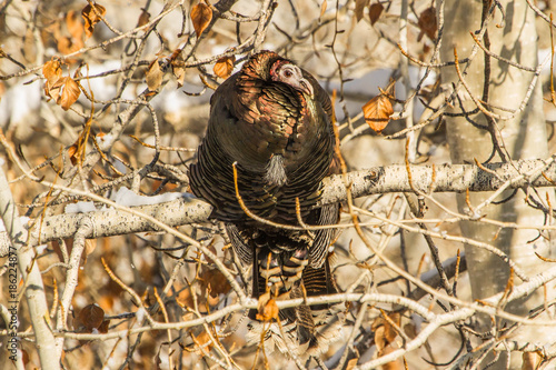 Fotografia, Obraz A Wild Turkey Roosts on a Bitter Cold Idaho Day