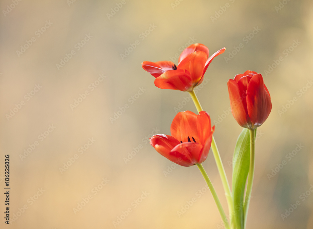 Tulipany czerwone - obrazy, fototapety, plakaty 