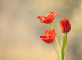 Fototapeta Tulipany - Tulipany czerwone