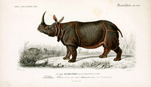 Illustration Of A Rhinoceros