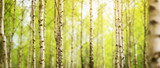 birch tree forest in morning light with sunlight