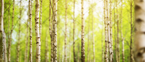 Fotomural birch tree forest in morning light with sunlight