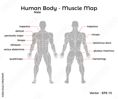 Male Human Body Muscle map, with major muscle names, front and back. Vector EPS 10 Illustration ...