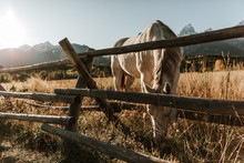 Horse Grazing At Golden Hour In A Pasture Eating Grass