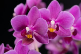 Fototapeta Kwiaty - purple mini orchid on a black background