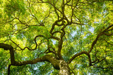 Fototapeta Natura - green maple tree canopy