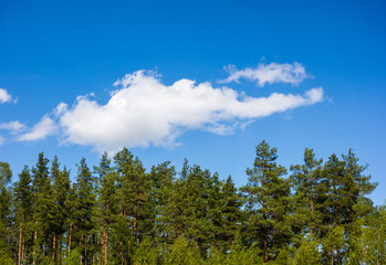 Pine forest under cloud on blue sky.