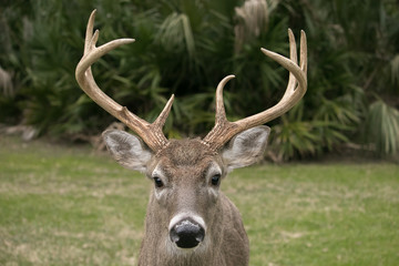 big rack on buck