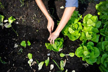 Hands Picking Green Lettuce, Salad In Vegetable Plot, Organic Concept