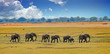 Herd of African Elephants walking across the Plains in south luangwa national park