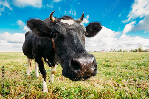 Fotografía Close Up Of Cow In Meadow Or Field With Green Grass In Mouth.