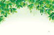 Spring season background with green leaves. Vector illustration