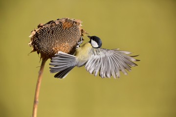 Parus major, Blue tit . A small bird sits on a sunflower plant and feeds sunflower seeds. Flight of the extended wing.  Wildlife scenery, Slovakia, Europe.