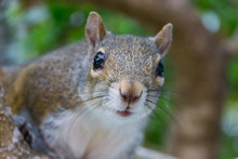 USA, Florida, Trusting Squirrel With Curious Face Expression