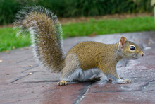 USA, Florida, Side View Of A Brown Squirrel With Upright Tail And Bushy Fur