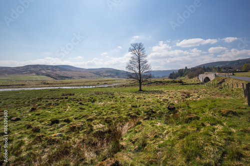 Cuadros en Lienzo Solitary tree and stone bridge by the River Findhorn