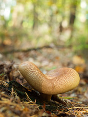 Wall Mural - mushroom in autumn forest