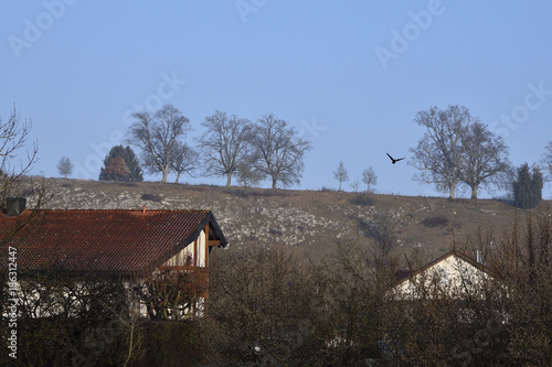 Berg Landschaft Natur Baum Ast Strauch Wiese Rabe Vogel