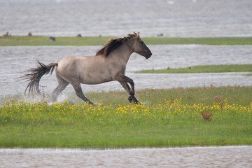 Wildes Konik (Equus caballus)