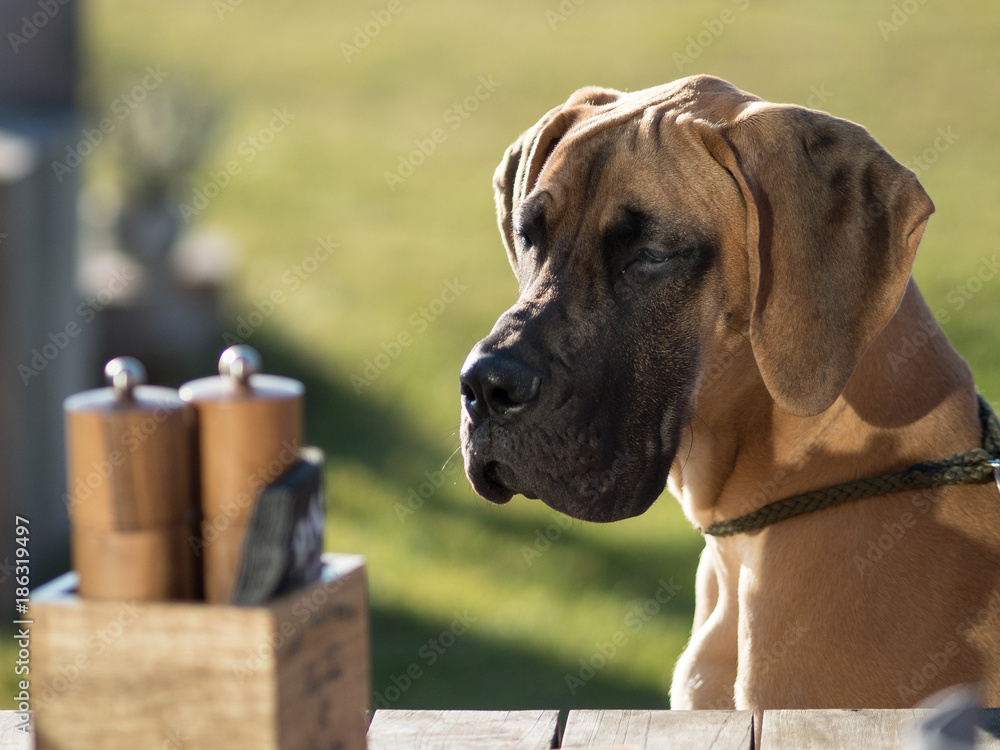Gold Great Dane Puppy with green grass background looking at party table. - obrazy, fototapety, plakaty 