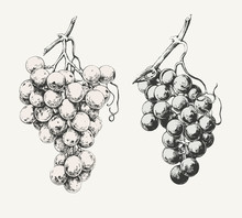 Vintage Illustration Of Two Ink Drawn Vine Grapes 