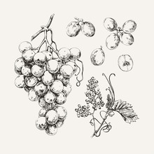 Vintage Illustration Of Ink Drawn Sweet White Grape