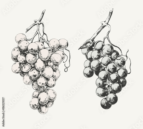 Fotografía Vintage illustration of two ink drawn vine grapes