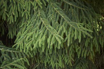 Wall Mural - Picea orientalis