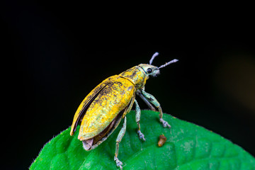 Wall Mural - Blurry female Gold Dust Weevil (Arthropoda: Insecta: Coleoptera: Curculionidae: Entiminae: Tanymecini: Piazomiina: Hypomeces squamosus) hardened forewings readily raised, hindwings unfolding 