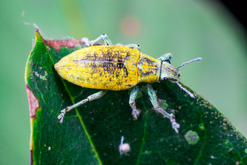 Wall Mural - Female Gold Dust Weevil (Arthropoda: Insecta: Coleoptera: Curculionidae: Entiminae: Tanymecini: Piazomiina: Hypomeces squamosus) standing and waiting on a green leaf isolated with black background