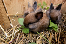 Four Weeks Old Angora Rabbit Bunny Kits Litter