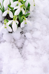 Wall Mural - Snowdrop and Snow.