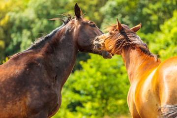 Wall Mural - Two brown wild horses on meadow field