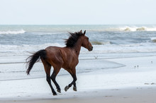 Wild Colonial Spanish Mustangs On The Northern Currituck Outer Banks
