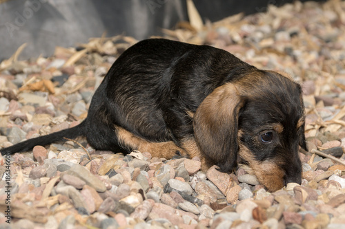 Wire Haired Miniature Dachshund Puppy Rudi Investigating A Gravel