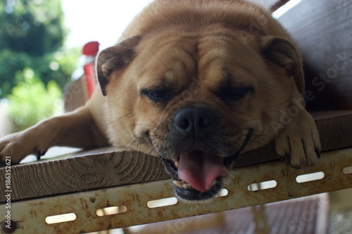 ぐでーん犬 Stock 写真 Adobe Stock