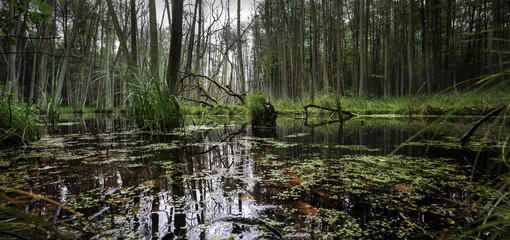 eine wilde, sumpfige landschaft in deutschland