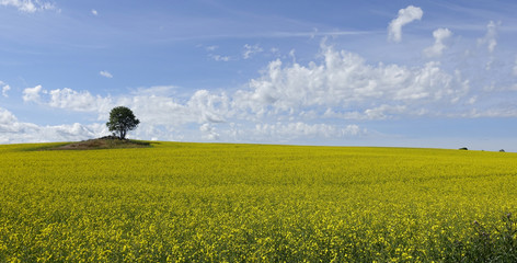 Farmland