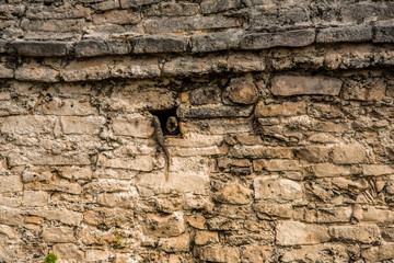 Lizard at Mayan Civilization 