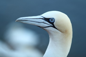 Wall Mural - Morus bassanus. Helgoland. Photographed in the North Sea. The wild nature of the North Sea. Bird on the Rock. Northern Gannet. The North Sea. 