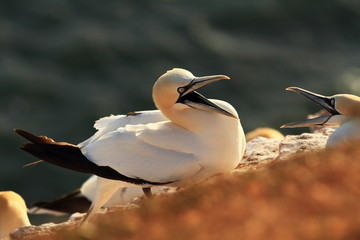 Wall Mural - Morus bassanus. Helgoland. Photographed in the North Sea. The wild nature of the North Sea. Bird on the Rock. Northern Gannet. The North Sea. 