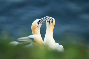 Wall Mural - Morus bassanus. Helgoland. Photographed in the North Sea. The wild nature of the North Sea. Bird on the Rock. Northern Gannet. The North Sea. 