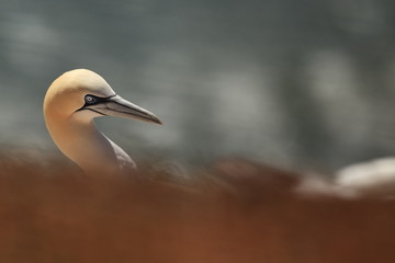 Wall Mural - Morus bassanus. Helgoland. Photographed in the North Sea. The wild nature of the North Sea. Bird on the Rock. Northern Gannet. The North Sea. 