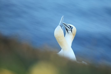 Wall Mural - Morus bassanus. Helgoland. Photographed in the North Sea. The wild nature of the North Sea. Bird on the Rock. Northern Gannet. The North Sea. 