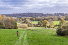 A Person Walking Through English Countryside During Autumn With Trees And Grass On A Sunny Day